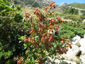 Pauline Guillaumeau, le 30 juillet 2019 (Monte Renoso, 20227 Bocognano, France)