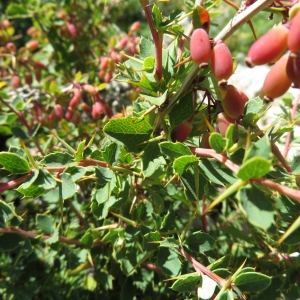  - Berberis aetnensis C.Presl [1826]