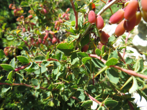 Pauline Guillaumeau, le 30 juillet 2019 (Monte Renoso, 20227 Bocognano, France)