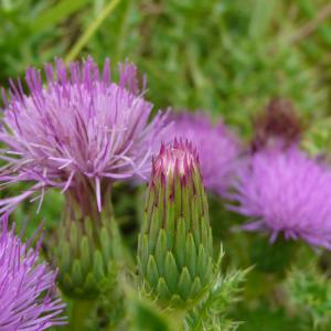 Photographie n°2325485 du taxon Cirsium acaulon (L.) Scop. [1769]