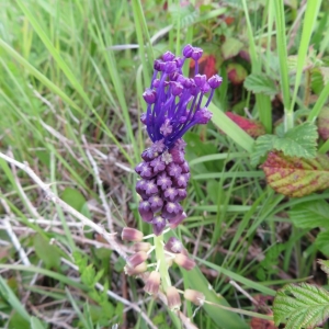 Photographie n°2325524 du taxon Muscari comosum (L.) Mill. [1768]