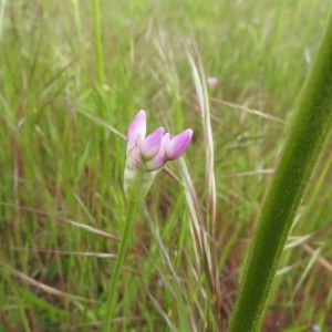 Photographie n°2325527 du taxon Allium roseum L. [1753]