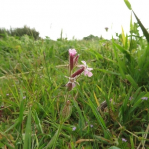 Photographie n°2325528 du taxon Silene gallica L. [1753]