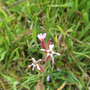 Photographie n°2325529 du taxon Silene gallica L. [1753]