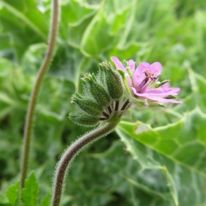 Photographie n°2325535 du taxon Erodium moschatum (L.) L'Hér.