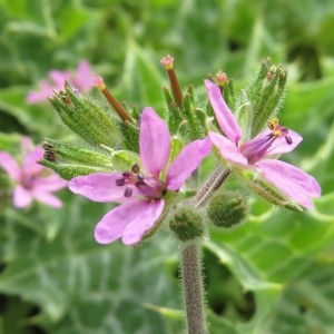 Photographie n°2325536 du taxon Erodium moschatum (L.) L'Hér.