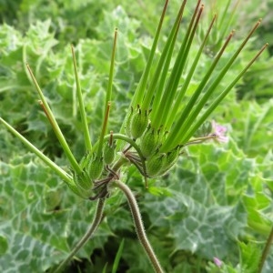 Photographie n°2325537 du taxon Erodium moschatum (L.) L'Hér.