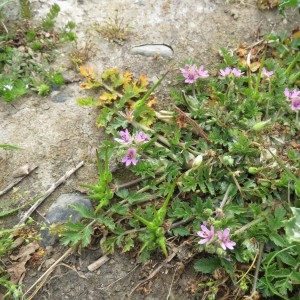 Photographie n°2325543 du taxon Erodium moschatum (L.) L'Hér.