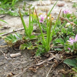  - Erodium moschatum (L.) L'Hér. [1789]