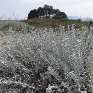  - Achillea maritima (L.) Ehrend. & Y.P.Guo [2005]