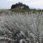  Pauline Guillaumeau - Achillea maritima (L.) Ehrend. & Y.P.Guo [2005]