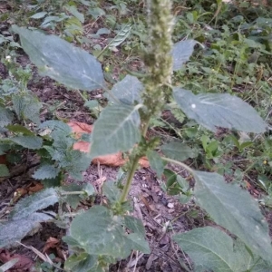 Photographie n°2325567 du taxon Amaranthus retroflexus L. [1753]