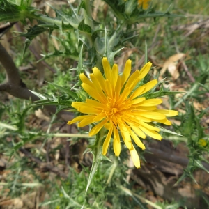 Photographie n°2325572 du taxon Scolymus hispanicus L.