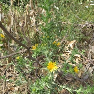 Photographie n°2325573 du taxon Scolymus hispanicus L.