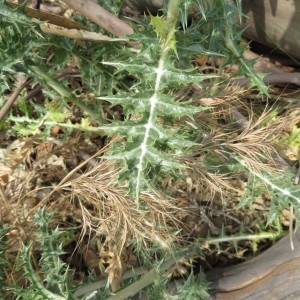 Photographie n°2325574 du taxon Scolymus hispanicus L.