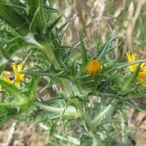 Photographie n°2325575 du taxon Scolymus hispanicus L.