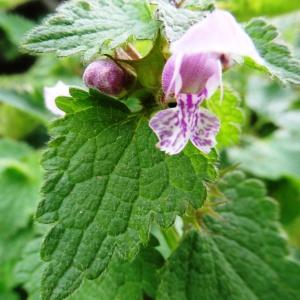 Photographie n°2325646 du taxon Lamium maculatum (L.) L. [1763]