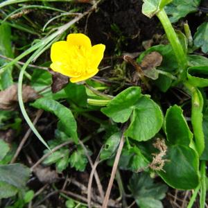 Photographie n°2325649 du taxon Caltha palustris L. [1753]