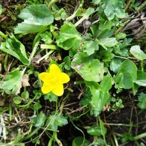 Photographie n°2325650 du taxon Caltha palustris L. [1753]