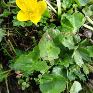 Photographie n°2325651 du taxon Caltha palustris L. [1753]