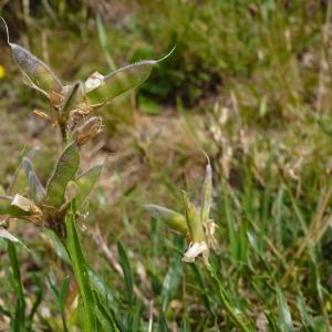 Photographie n°2325696 du taxon Genista sagittalis L.
