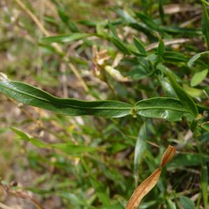 Photographie n°2325697 du taxon Genista sagittalis L.