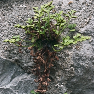  - Asplenium lepidum subsp. lepidum 