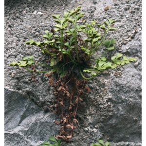 Asplenium lepidum C.Presl subsp. lepidum (Asplénium écailleux)