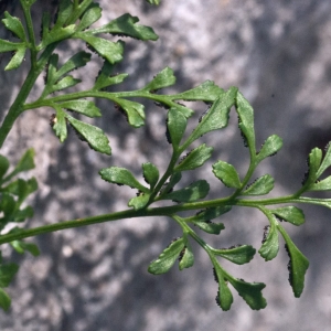 Photographie n°2325854 du taxon Asplenium lepidum subsp. lepidum 