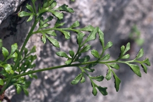 Rémi Julliard, le 19 juin 2019 (38470 Cognin-les-Gorges, France (Au village et dans les gorges du Nant))