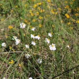 Photographie n°2325858 du taxon Helianthemum apenninum (L.) Mill. [1768]