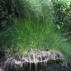 Photographie n°2325872 du taxon Festuca flavescens Bellardi [1792]