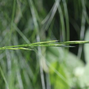 Photographie n°2325873 du taxon Festuca flavescens Bellardi [1792]