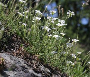Marie  Portas, le 18 juillet 2019 (Champagny-en-Vanoise)
