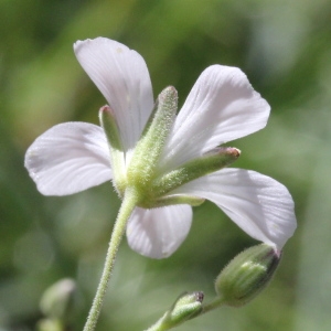 Photographie n°2325881 du taxon Minuartia laricifolia (L.) Schinz & Thell. [1907]