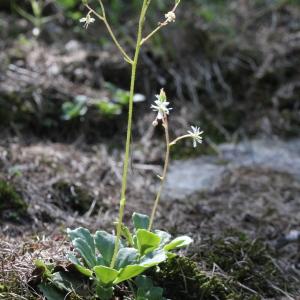 Photographie n°2325882 du taxon Saxifraga cuneifolia L.