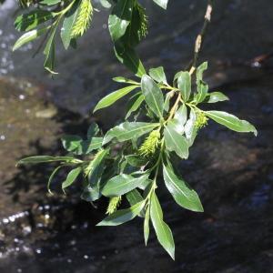 Photographie n°2325883 du taxon Salix pentandra L. [1753]