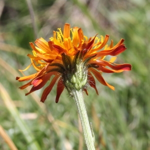  - Crepis aurea (L.) Cass.