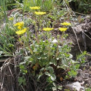 Photographie n°2325891 du taxon Potentilla grandiflora L. [1753]