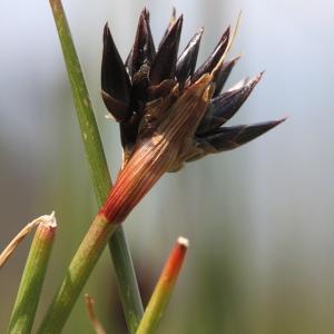 Photographie n°2325901 du taxon Juncus jacquinii L. [1767]