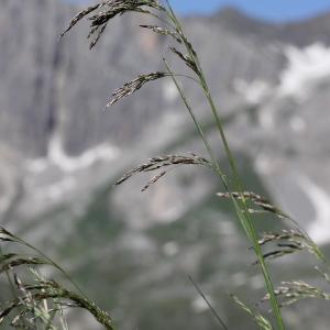 Photographie n°2325910 du taxon Deschampsia cespitosa (L.) P.Beauv.