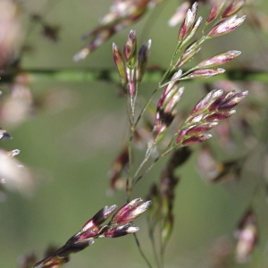 Photographie n°2325917 du taxon Deschampsia cespitosa (L.) P.Beauv.