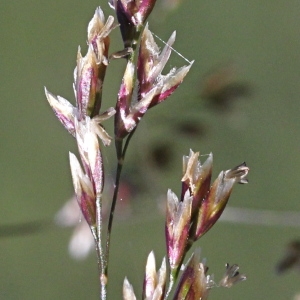 Photographie n°2325918 du taxon Deschampsia cespitosa (L.) P.Beauv.