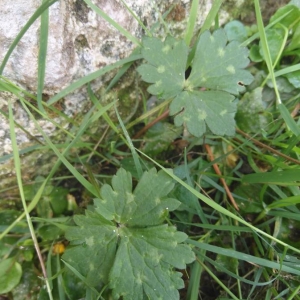 Photographie n°2325934 du taxon Ranunculus repens L. [1753]