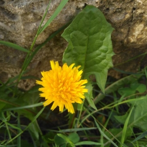 Photographie n°2325939 du taxon Taraxacum F.H.Wigg. [1780]