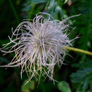  - Anemone alpina L. [1753]