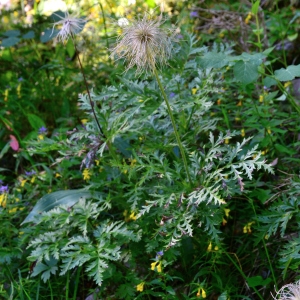  - Anemone alpina L. [1753]