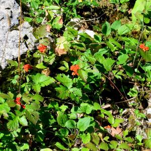  - Rubus saxatilis L. [1753]