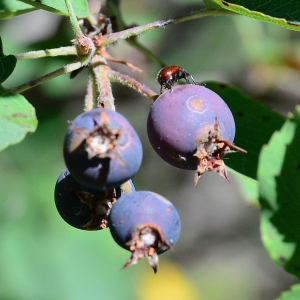  - Amelanchier ovalis Medik. [1793]