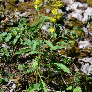  - Solidago virgaurea L. [1753]